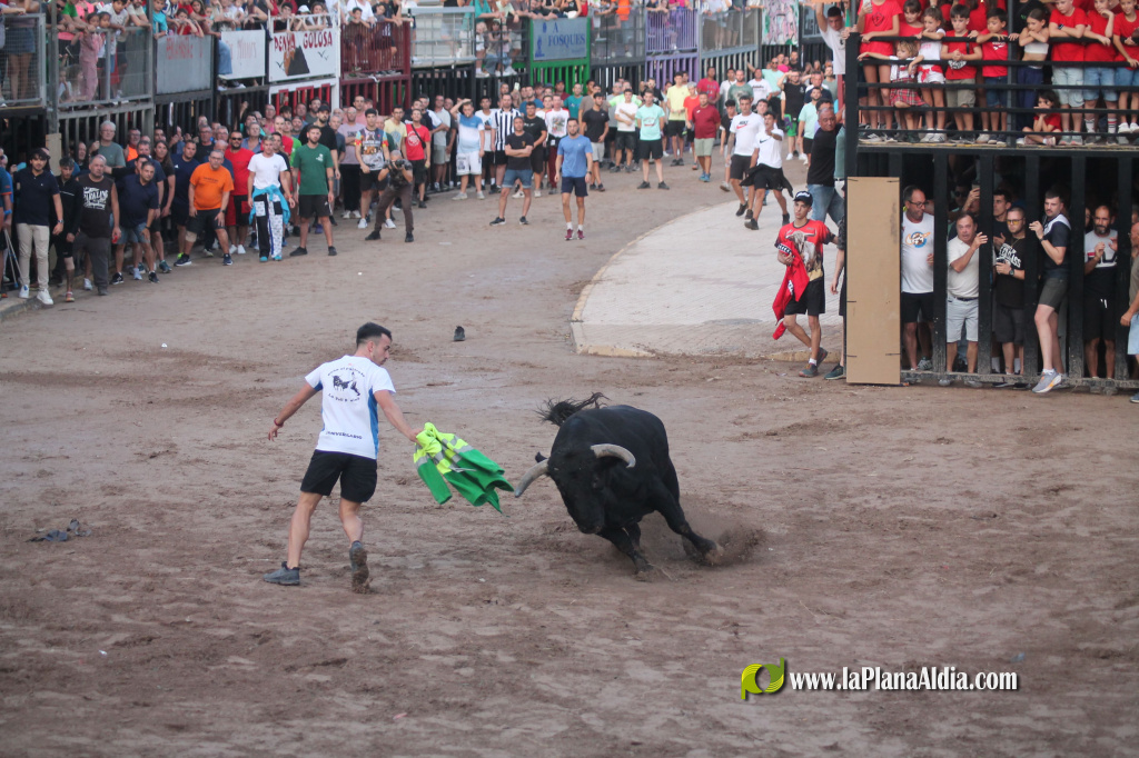 Almenara repr�n els actes taurins de les Festes Patronals amb dos toros de Jos� Luis Marca oferts per l'Ajuntament
