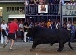 Los toros centran la jornada festiva