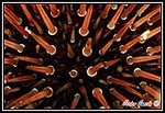 Fotografia /Gallery/18234_10201/4_M1.jpg