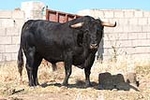 Fotografia /Gallery/18892_10682/1_M1.jpg