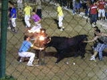 Toros en la plaza.