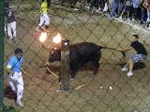 Toros en la plaza.