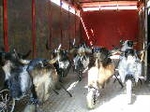 Encierro infantil (toros pequeños)