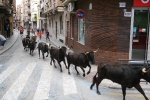 Encierro de vaquillas