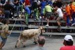 Encierro de vaquillas