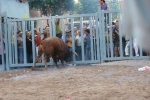 La penúltima jornada de toros cerriles