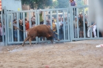 La penúltima jornada de toros cerriles