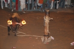 La penúltima jornada de toros cerriles