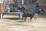 Concurso de ganaderias y vaquillas enfundadas.