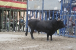 Concurso de ganaderias y vaquillas enfundadas.
