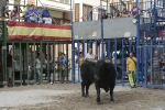 Concurso de ganaderias y vaquillas enfundadas.