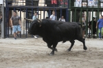 Concurso de ganaderias y vaquillas enfundadas.