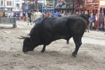 Concurso de ganaderias y vaquillas enfundadas.