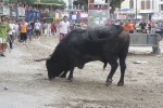 Concurso de ganaderias y vaquillas enfundadas.