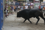Concurso de ganaderias y vaquillas enfundadas.