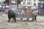 Concurso de ganaderias y vaquillas enfundadas.