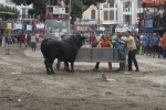 Concurso de ganaderias y vaquillas enfundadas.