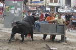 Concurso de ganaderias y vaquillas enfundadas.