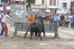 Concurso de ganaderias y vaquillas enfundadas.