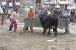 Concurso de ganaderias y vaquillas enfundadas.