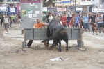 Concurso de ganaderias y vaquillas enfundadas.