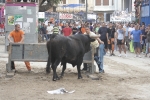 Concurso de ganaderias y vaquillas enfundadas.