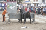 Concurso de ganaderias y vaquillas enfundadas.