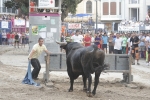 Concurso de ganaderias y vaquillas enfundadas.