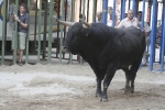 Concurso de ganaderias y vaquillas enfundadas.