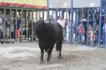 Concurso de ganaderias y vaquillas enfundadas.
