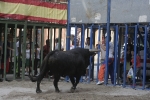 Concurso de ganaderias y vaquillas enfundadas.