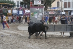 Concurso de ganaderias y vaquillas enfundadas.