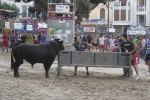 Concurso de ganaderias y vaquillas enfundadas.