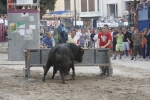 Concurso de ganaderias y vaquillas enfundadas.
