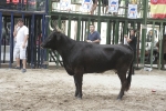Concurso de ganaderias y vaquillas enfundadas.