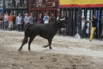Concurso de ganaderias y vaquillas enfundadas.