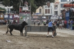 Concurso de ganaderias y vaquillas enfundadas.