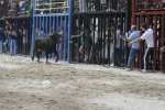 Concurso de ganaderias y vaquillas enfundadas.