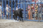 Concurso de ganaderias y vaquillas enfundadas.