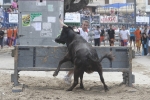 Concurso de ganaderias y vaquillas enfundadas.