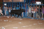Concurso de ganaderias y vaquillas enfundadas.