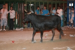 Concurso de ganaderias y vaquillas enfundadas.
