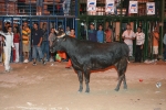 Concurso de ganaderias y vaquillas enfundadas.