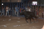 Concurso de ganaderias y vaquillas enfundadas.