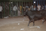 Concurso de ganaderias y vaquillas enfundadas.
