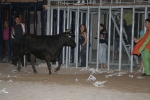 Concurso de ganaderias y vaquillas enfundadas.