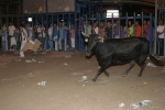 Concurso de ganaderias y vaquillas enfundadas.