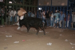 Concurso de ganaderias y vaquillas enfundadas.