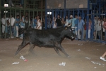 Concurso de ganaderias y vaquillas enfundadas.