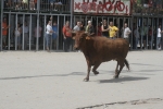 Las exhibiciones taurinas llegan a su fin.